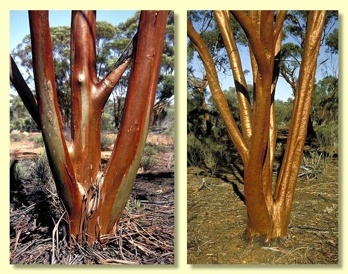 Eucalyptus salubris Eucalyptus salubris