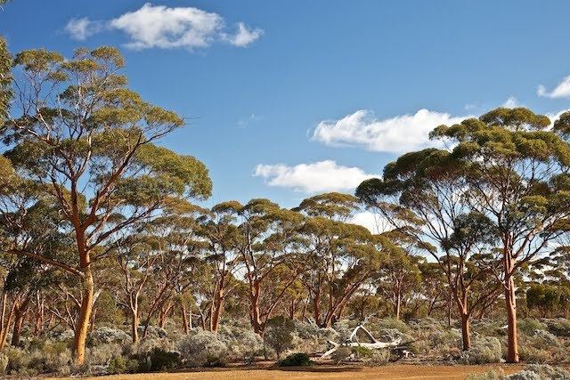 Eucalyptus salubris Panoramio Photo of Gimlet Eucalyptus salubris at Lake Johnston