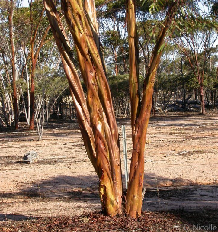 Eucalyptus salubris Eucalyptus salubris