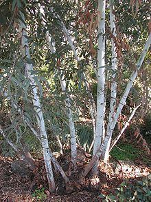 Eucalyptus saxatilis httpsuploadwikimediaorgwikipediacommonsthu