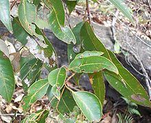 Eucalyptus scias httpsuploadwikimediaorgwikipediacommonsthu