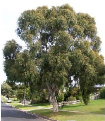 Eucalyptus scoparia Eucalyptus scoparia Wallangarra White Gum Blerick Trees Buy Online