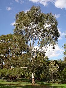 Eucalyptus scoparia httpsuploadwikimediaorgwikipediacommonsthu