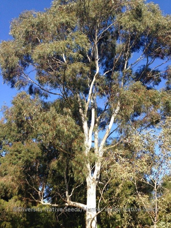 Eucalyptus scoparia Eucalyptus scoparia Wallangarra white gum Diversity Native Seeds
