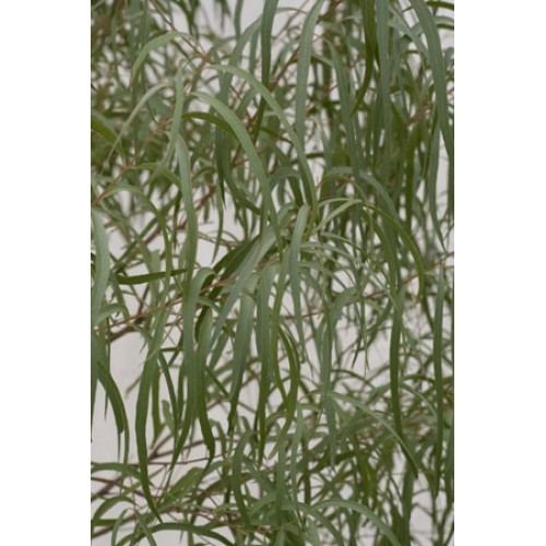 Eucalyptus scoparia Buy Eucalyptus scoparia Online Plants