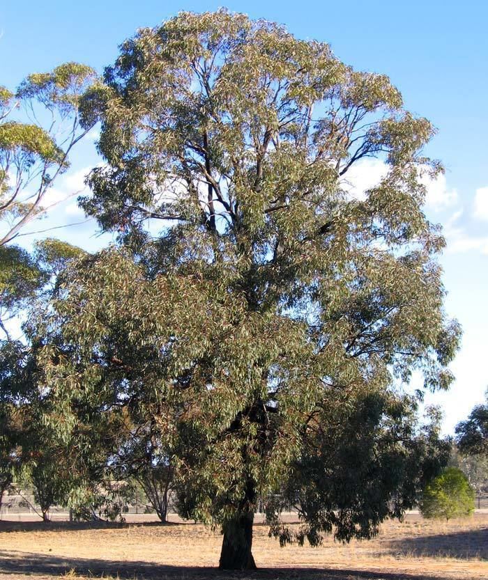 Eucalyptus sideroxylon GardensOnline Eucalyptus sideroxylon