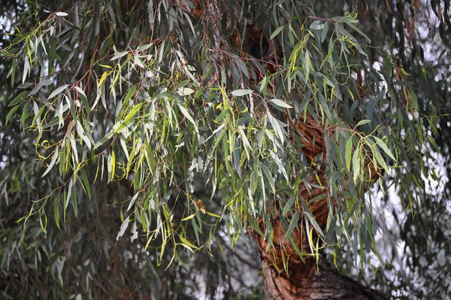Eucalyptus sideroxylon UFEI SelecTree A Tree Selection Guide