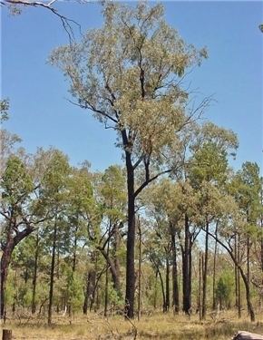 Eucalyptus sideroxylon Factsheet Eucalyptus sideroxylon