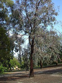 Eucalyptus sideroxylon httpsuploadwikimediaorgwikipediacommonsthu