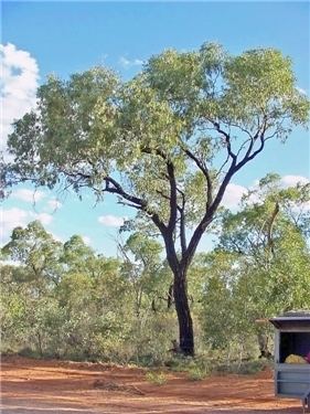Eucalyptus sideroxylon Factsheet Eucalyptus sideroxylon