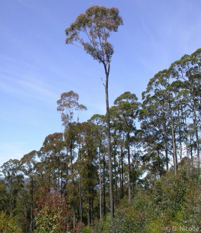 Eucalyptus sieberi Eucalyptus sieberi