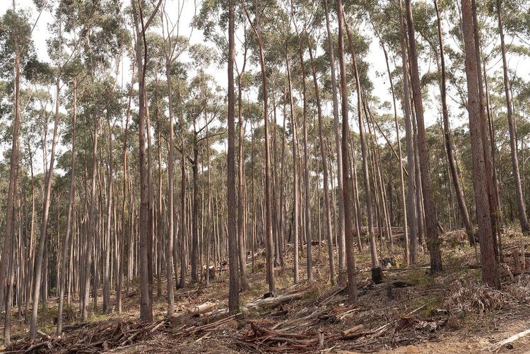 Eucalyptus sieberi Eucalyptus sieberi 1011260170 Mumbulla State Forest nort Flickr