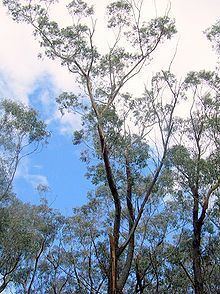 Eucalyptus sieberi httpsuploadwikimediaorgwikipediacommonsthu