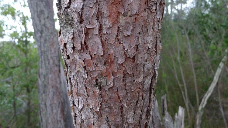 Eucalyptus sieberi FileEucalyptus sieberi flaky bark 8728853536jpg Wikimedia Commons