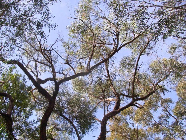 Eucalyptus sparsifolia httpsuploadwikimediaorgwikipediacommons66