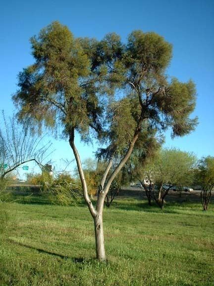 Eucalyptus spathulata eucalyptusspathulatajpg