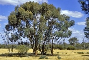 Eucalyptus spathulata Factsheet Eucalyptus spathulata