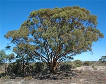 Eucalyptus spathulata wwwflorabankorgaulucidkeyspecies20navigator