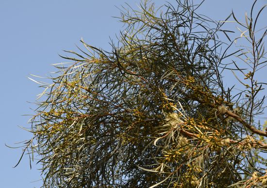 Eucalyptus spathulata UFEI SelecTree A Tree Selection Guide