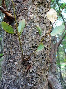 Eucalyptus squamosa httpsuploadwikimediaorgwikipediacommonsthu