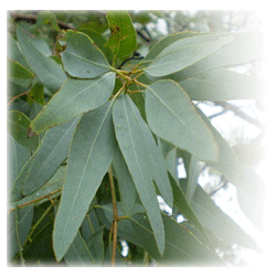 Eucalyptus staigeriana eucalyptus staigeriana Gallery