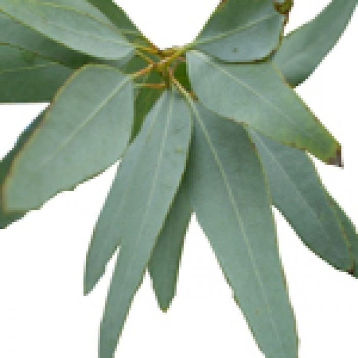 Eucalyptus staigeriana Eucalyptusstaigerianaleafedited700x700jpg