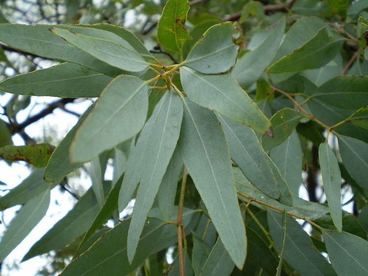 Eucalyptus staigeriana Eucalyptus staigeriana Wikipedia
