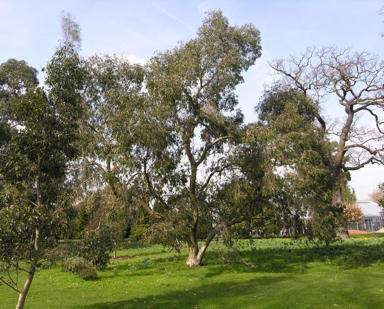 Eucalyptus stellulata eucalyptus stellulata Gallery