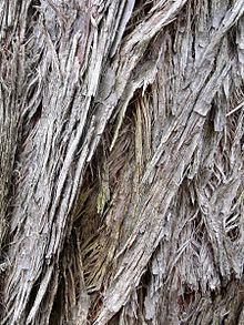 Eucalyptus tenella httpsuploadwikimediaorgwikipediacommonsthu