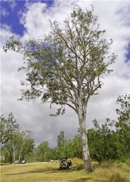 Eucalyptus tereticornis Factsheet Eucalyptus tereticornis