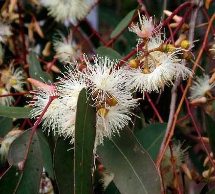 Eucalyptus tereticornis Eucalyptus tereticornis MYRTACEAE Queensland Blue Gum Forest Red Gum