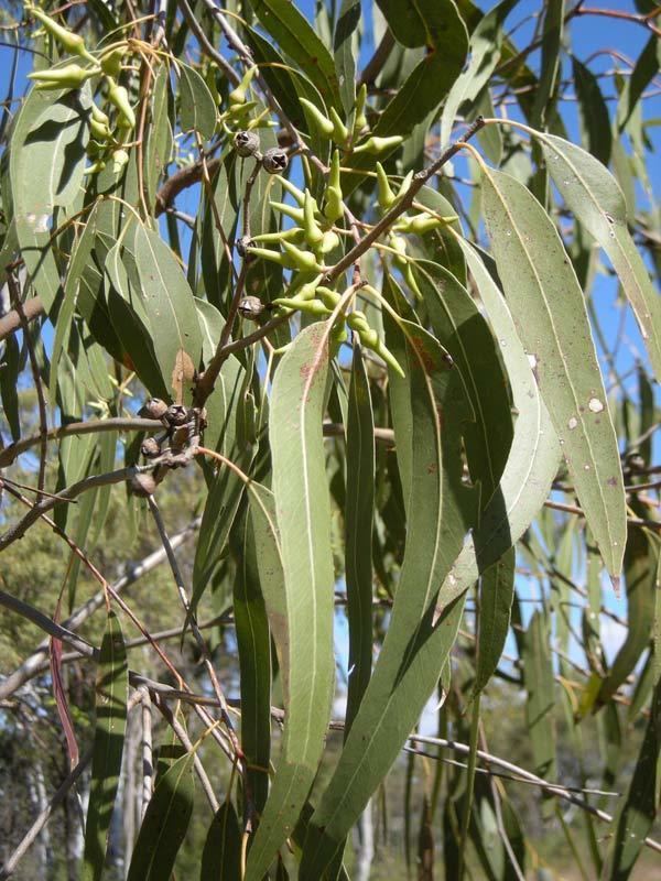 Eucalyptus tereticornis Eucalyptus tereticornis Provincial Plants and Landscapes
