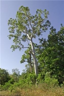 Eucalyptus tereticornis wwwflorabankorgaulucidkeyspecies20navigator