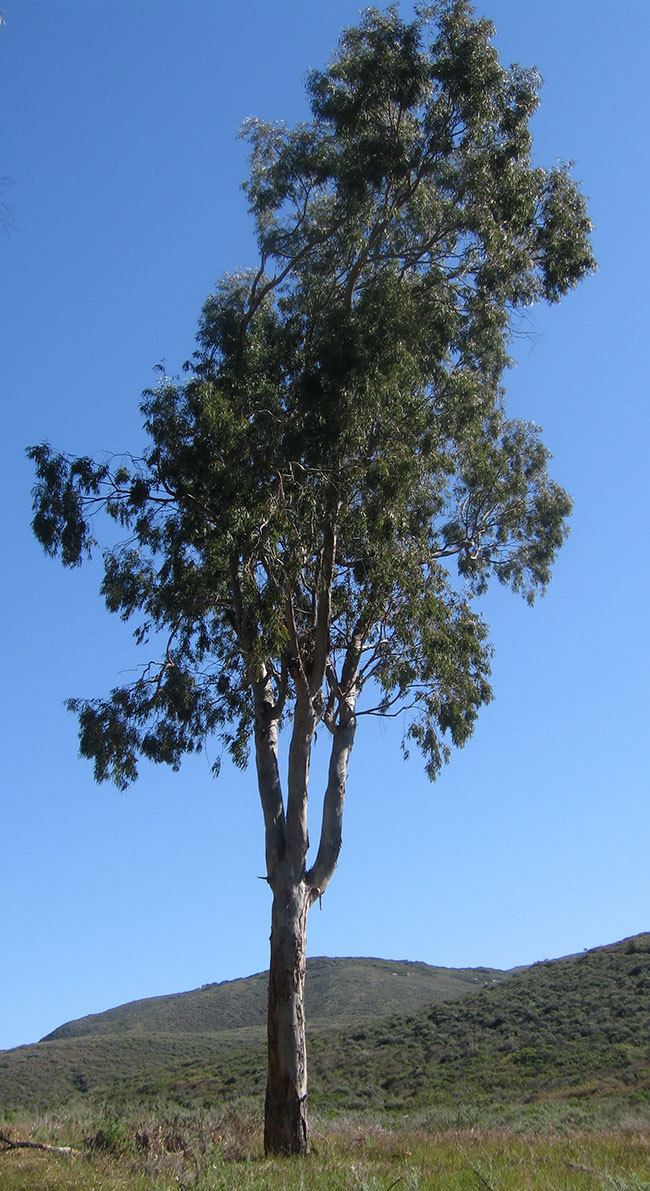 Eucalyptus tereticornis UFEI SelecTree A Tree Selection Guide