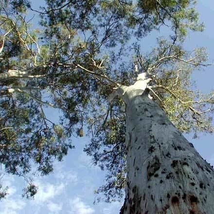 Eucalyptus tereticornis Eucalyptus tereticornis MYRTACEAE Queensland Blue Gum Forest Red Gum