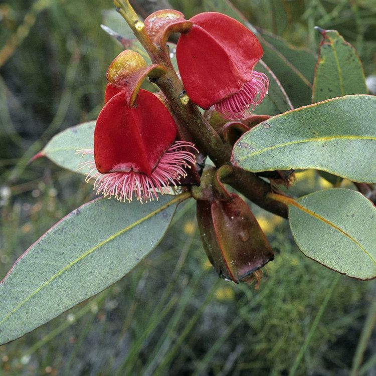 Eucalyptus tetraptera Australian Seed EUCALYPTUS tetraptera