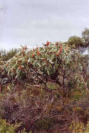 Eucalyptus tetraptera Eucalyptus tetraptera Australian Native Plants Plants 8007016517
