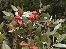Eucalyptus tetraptera httpsuploadwikimediaorgwikipediacommonsthu