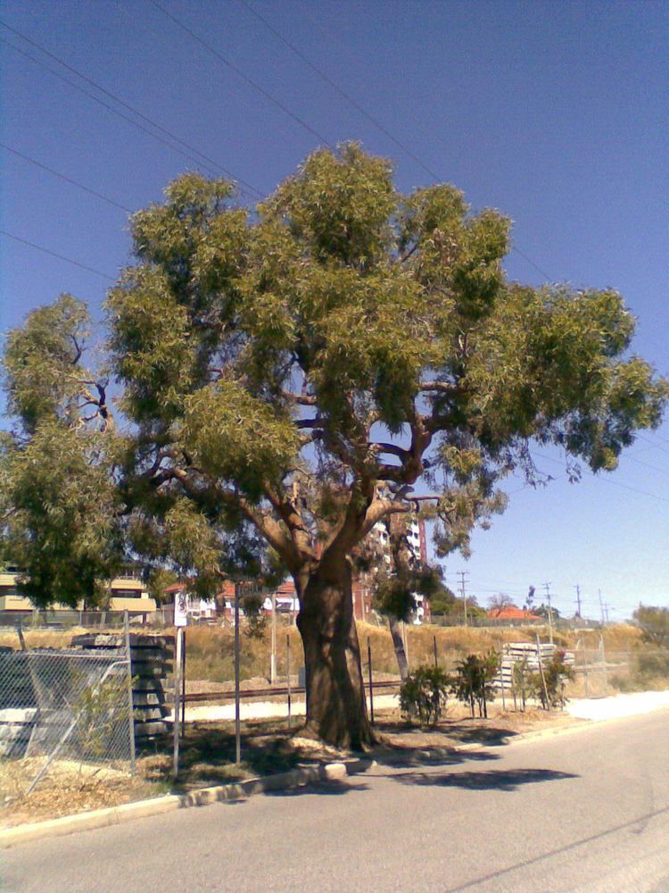 Eucalyptus todtiana httpsuploadwikimediaorgwikipediacommons99