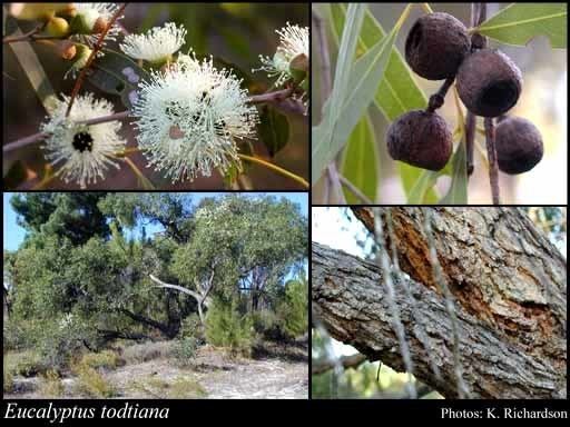 Eucalyptus todtiana Eucalyptus todtiana FMuell FloraBase Flora of Western Australia