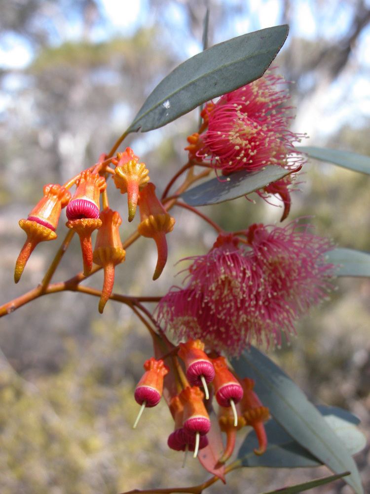 Eucalyptus torquata httpsuploadwikimediaorgwikipediacommonscc