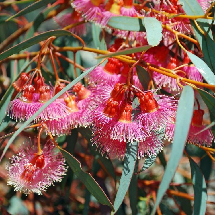 Eucalyptus torquata Australian Seed EUCALYPTUS torquata