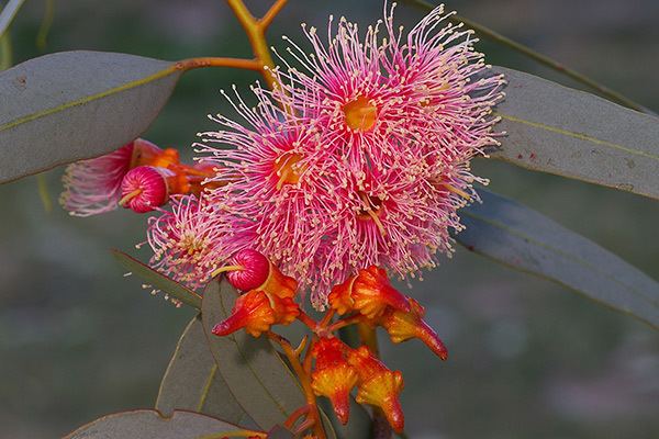 Eucalyptus torquata imp6818jpg