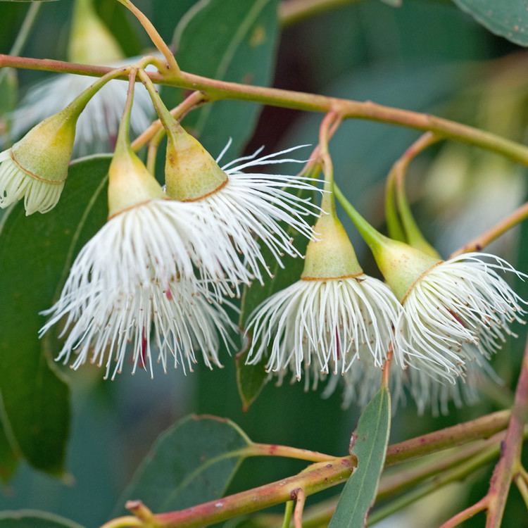 Eucalyptus tricarpa Australian Seed EUCALYPTUS tricarpa