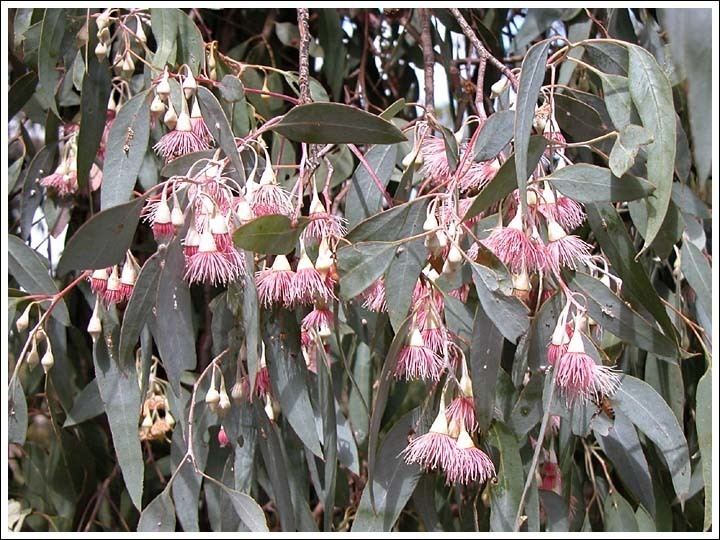 Eucalyptus tricarpa A random album of wildflowers Eucalyptus tricarpa Nature of