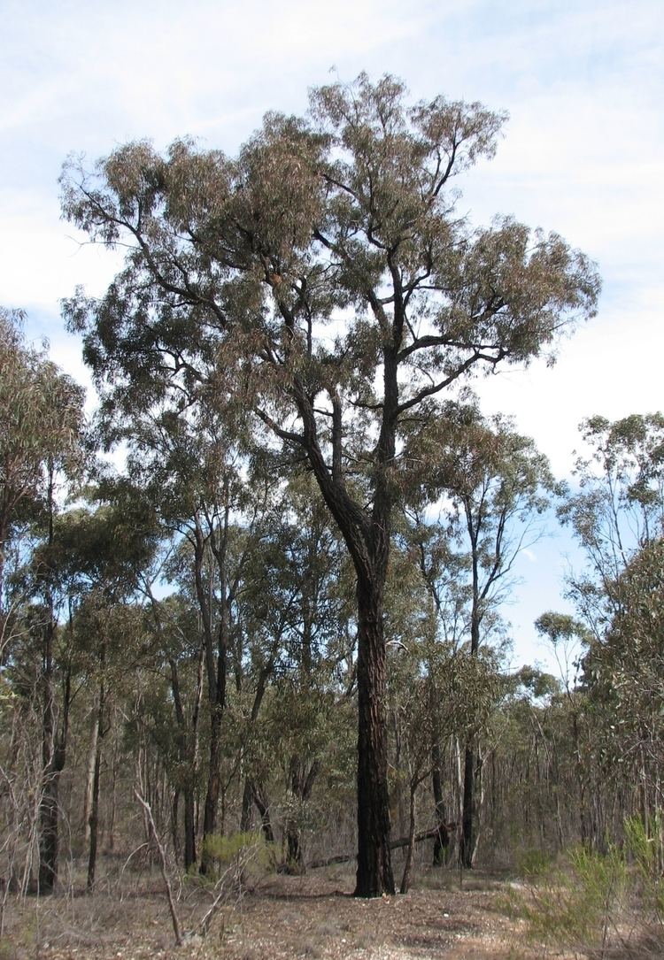 Eucalyptus tricarpa httpsuploadwikimediaorgwikipediacommonsaa