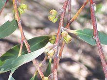 Eucalyptus triflora httpsuploadwikimediaorgwikipediacommonsthu
