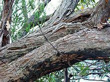 Eucalyptus umbra httpsuploadwikimediaorgwikipediacommonsthu