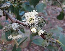 Eucalyptus verrucata httpsuploadwikimediaorgwikipediacommonsthu