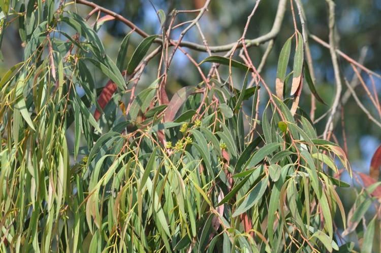 Eucalyptus viminalis Eucalyptus viminalis Health effects and herbal facts